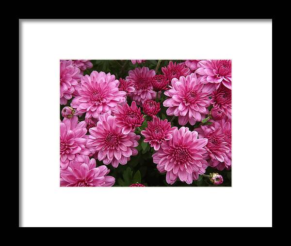 Floral. Macro Framed Print featuring the photograph Circle of Mums by Lingfai Leung