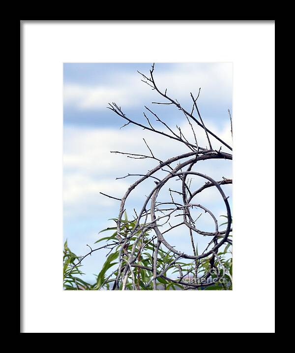 Circle Framed Print featuring the photograph Circular Vines by Lynellen Nielsen