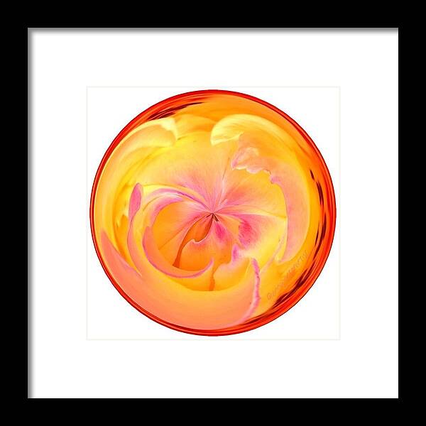 Circle Framed Print featuring the photograph Circumspect Rose by Anna Porter