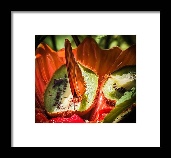 Orange Butterflies Framed Print featuring the photograph Citrus Butterfly by Karen Wiles