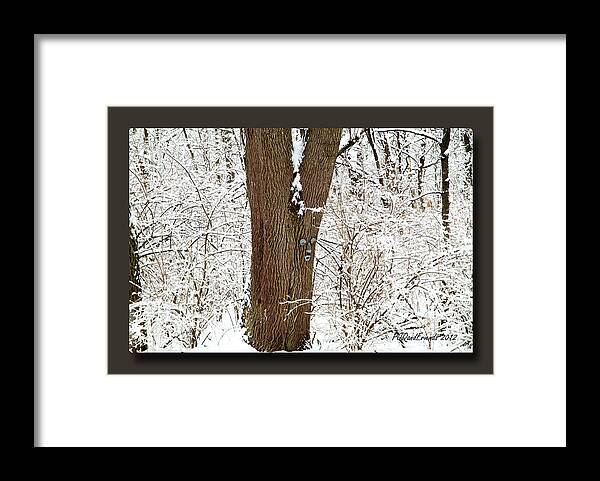 Winter Framed Print featuring the photograph Clarence Bewildered by PJQandFriends Photography