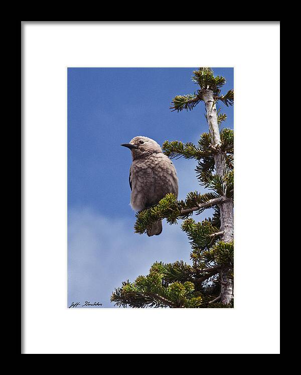 Animal Framed Print featuring the photograph Clark's Nutcracker in a Fir Tree by Jeff Goulden