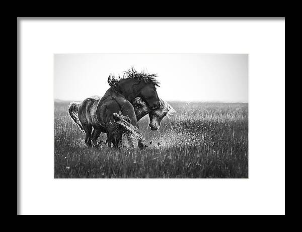 Wild Framed Print featuring the photograph Clash of Two Wild Stallions by Bob Decker