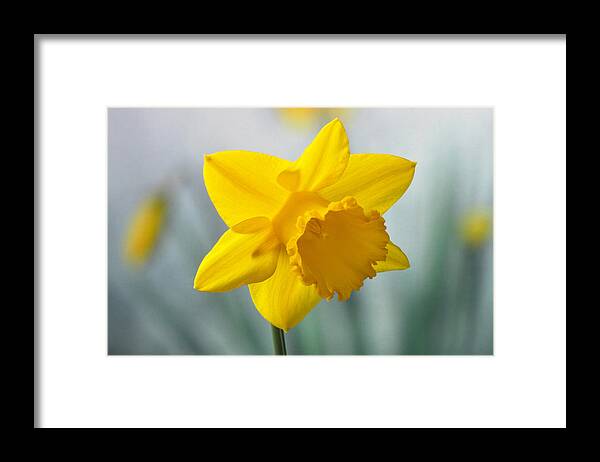 Daffodil Framed Print featuring the photograph Classic Spring Daffodil by Terence Davis
