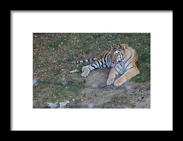 Tiger Framed Print featuring the photograph Clean tiger by Denise Cicchella