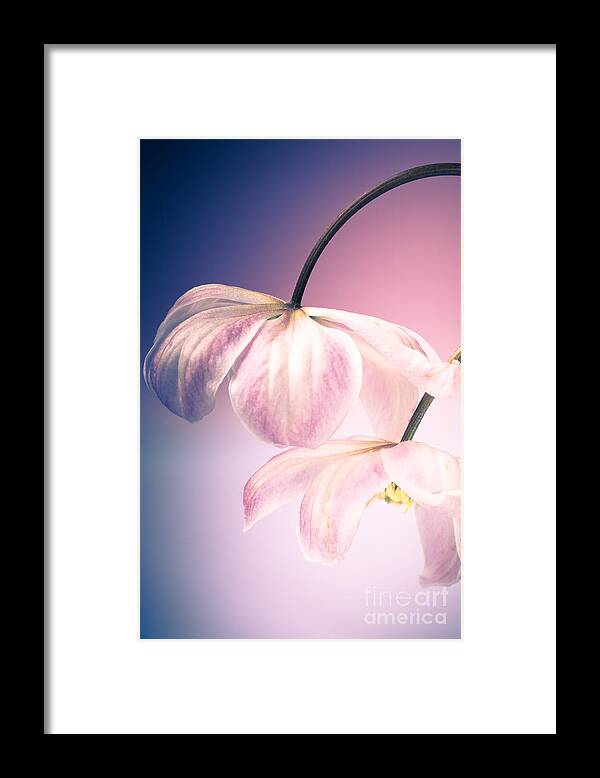 Clematis Framed Print featuring the photograph Clematis Flowers 3 by Jan Bickerton