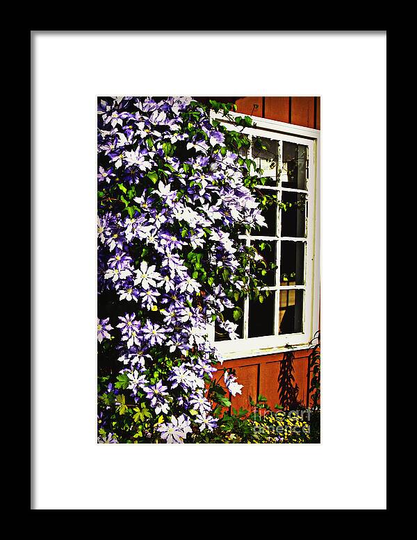 Flower Framed Print featuring the photograph Clematis Frame by Mindy Bench