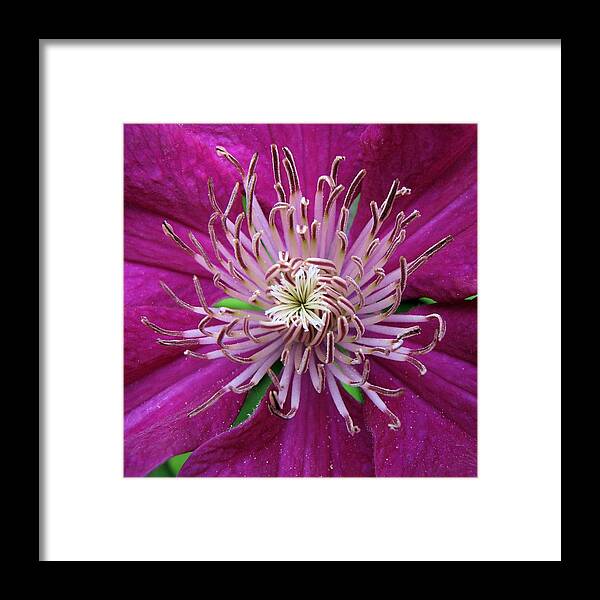 Clematis Framed Print featuring the photograph Clematis Heart by Lora Fisher