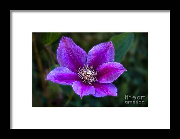 Clematis Framed Print featuring the photograph Clematis by Robert Bales