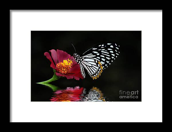 Butterfly Framed Print featuring the photograph Cliche on Burgundy by Lois Bryan