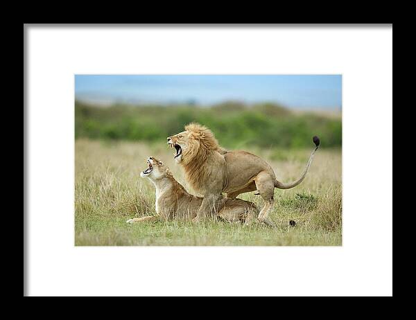 Kenya Framed Print featuring the photograph Climax ..... After The Mating by Roshkumar