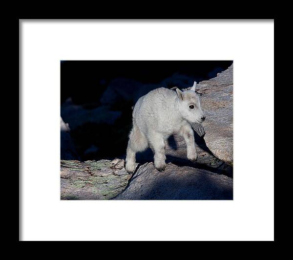 Mountain Goats; Posing; Group Photo; Baby Goat; Nature; Colorado; Crowd; Baby Goat; Mountain Goat Baby; Happy; Joy; Nature; Brothers Framed Print featuring the photograph Climb Every Mountain by Jim Garrison