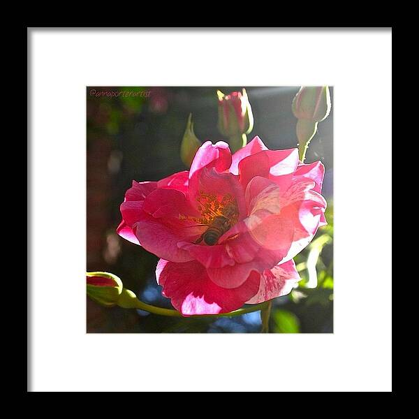 Rose Framed Print featuring the photograph Climbing Rose And Bumble Bee by Anna Porter