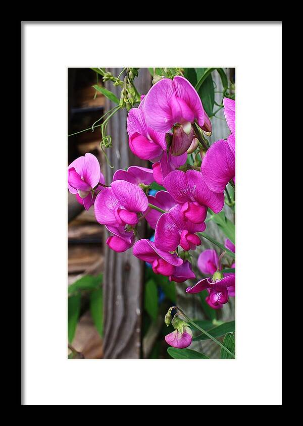 Flora Framed Print featuring the photograph Climbing Sweet Peas by Bruce Bley