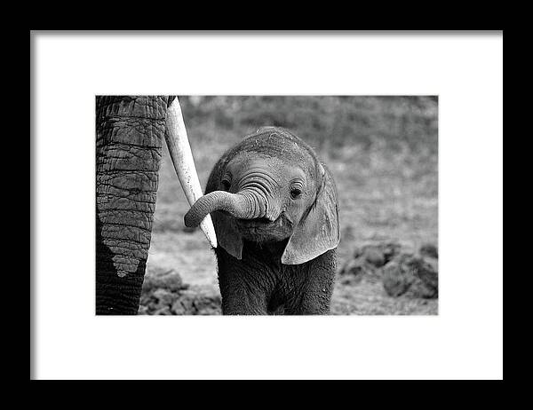 Nature Framed Print featuring the photograph Close by Bjoern Alicke