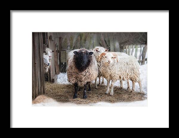 Sheep Framed Print featuring the photograph Close Knit by Robin-Lee Vieira