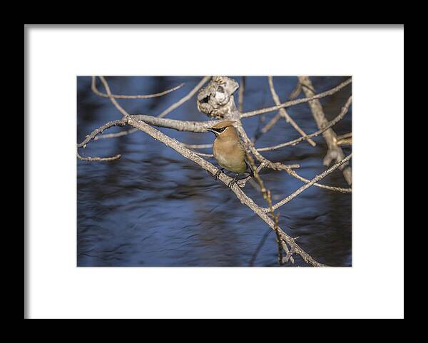 Cedar Waxwing Framed Print featuring the photograph Close To The Water by Thomas Young