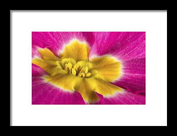 Flower Framed Print featuring the photograph Close up and personal with a Primrose by Jean Noren