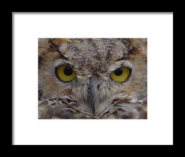 Great-horned Owl Framed Print featuring the photograph Close-up by Blair Wainman