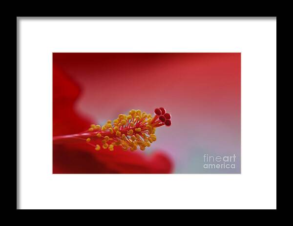 Flower Framed Print featuring the photograph Close up flower 1 by Dan Friend