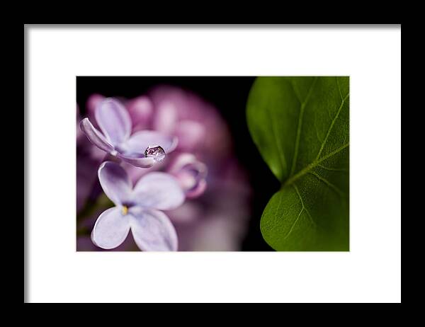 Growth Framed Print featuring the photograph Close up Lilac by Mark Duffy