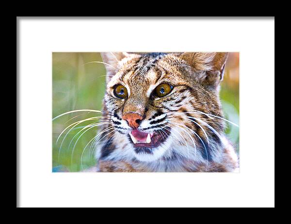 Photography Framed Print featuring the photograph Close-up Of A Bobcat Lynx Rufus by Panoramic Images
