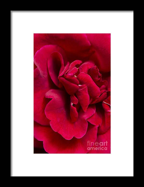 Rose Red Bright Beaty Delicate Sensual Sex Hot Roses Petals Petal Plant Framed Print featuring the photograph Close up of a bright red rose by Perry Van Munster