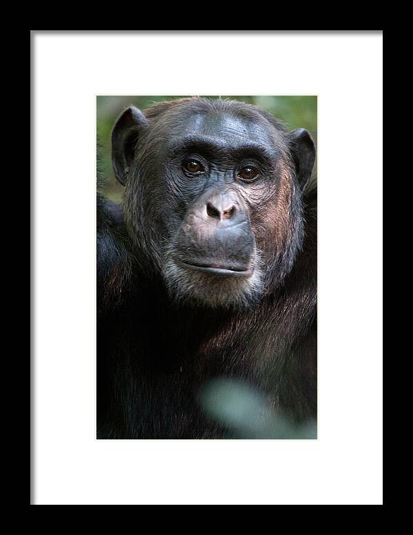 Photography Framed Print featuring the photograph Close-up Of A Chimpanzee Pan by Panoramic Images