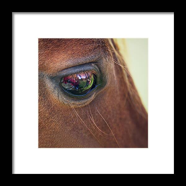 Horse Framed Print featuring the photograph Close-up Of A Horse Eye by Elisa Voros