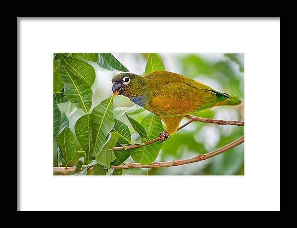 Photography Framed Print featuring the photograph Close-up Of A Scaly-headed Parrot by Panoramic Images