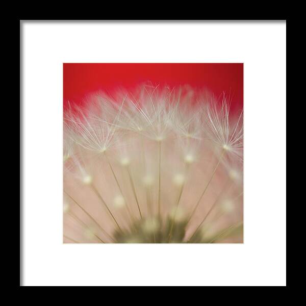 Fragility Framed Print featuring the photograph Close-up Of Dandelion by Mr Din - Www.flickr.com/fabulist