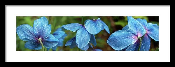Photography Framed Print featuring the photograph Close-up Of Himalayan Poppy Flowers by Panoramic Images