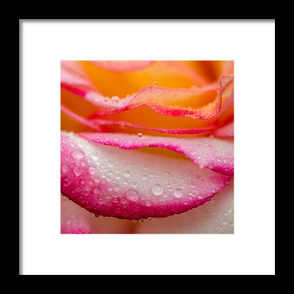Roses Framed Print featuring the photograph Close up of pink rose petails covered dew by TouTouke A Y