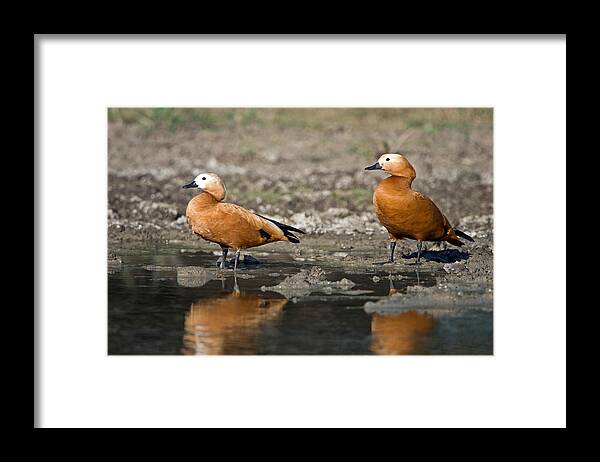 Photography Framed Print featuring the photograph Close-up Of Two Ruddy Shelduck Tadorna by Panoramic Images