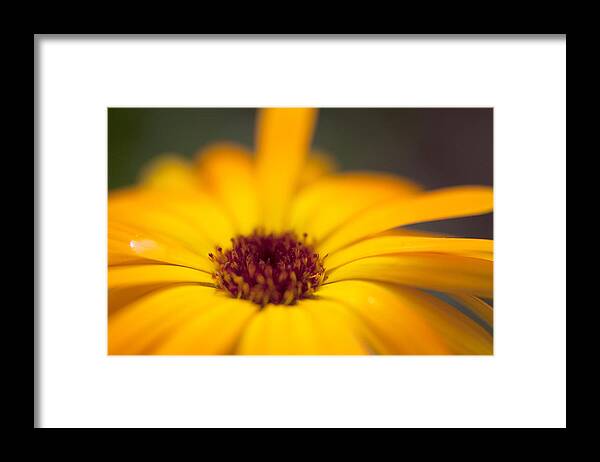 Petal Framed Print featuring the photograph Close-Up Of Yellow Flower by Paulien Tabak / EyeEm