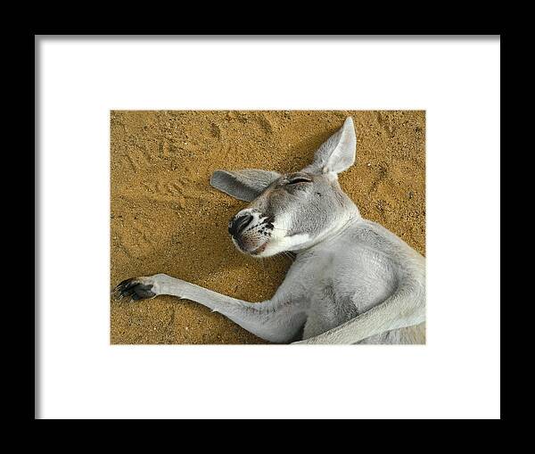 One Animal Framed Print featuring the photograph Close Up Portrait Of A Sleeping Kangaroo by Sir Francis Canker Photography