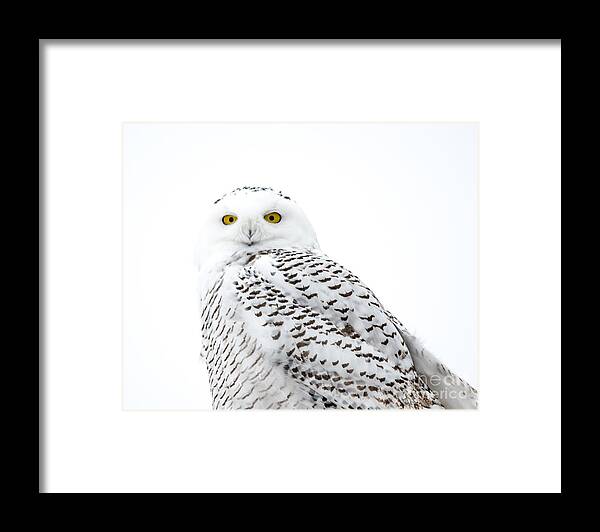 Field Framed Print featuring the photograph Close Up Snowy by Cheryl Baxter