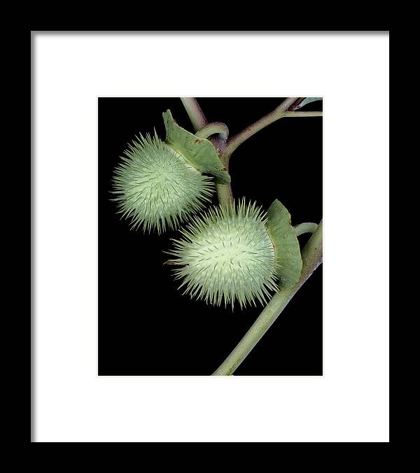 Plants Framed Print featuring the photograph Close-up View Of A Datura Inoxia by Christopher Beane