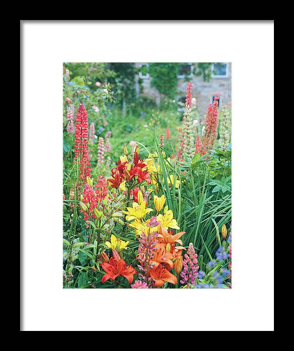 No People Framed Print featuring the photograph Close-up View Of Colourful Flowers by Derek Fell