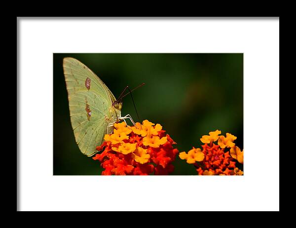 Butterfly Photography Framed Print featuring the photograph Closeness by Reid Callaway
