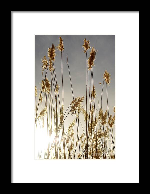 Photography Framed Print featuring the photograph Closer to Home by Vicki Pelham