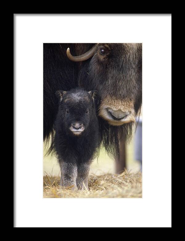 Lindstrand Framed Print featuring the photograph Closeup Of Muskox Cow Wcalf Captive by Doug Lindstrand