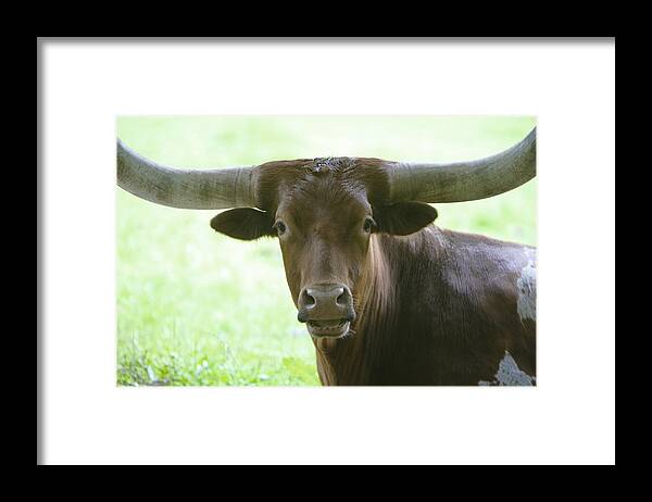 Cattle Framed Print featuring the photograph Closeup Texas Longhorn by Rich Collins