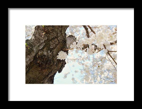 Cherry Blossoms Framed Print featuring the photograph Cloud of petals by Cathy Alba