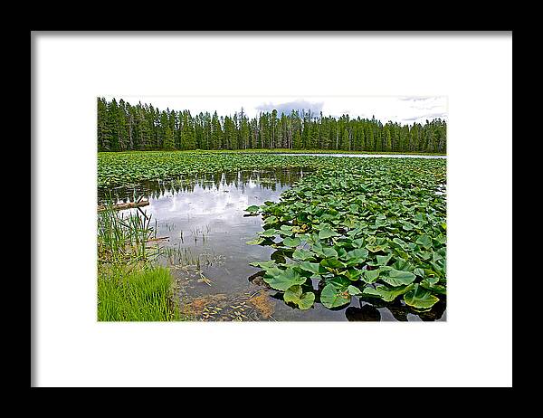 Clouds Among The Lily Pads In Swan Lake In Grand Teton National Park Framed Print featuring the photograph Clouds Among the Lily Pads in Swan Lake in Grand Teton National Park-Wyoming by Ruth Hager