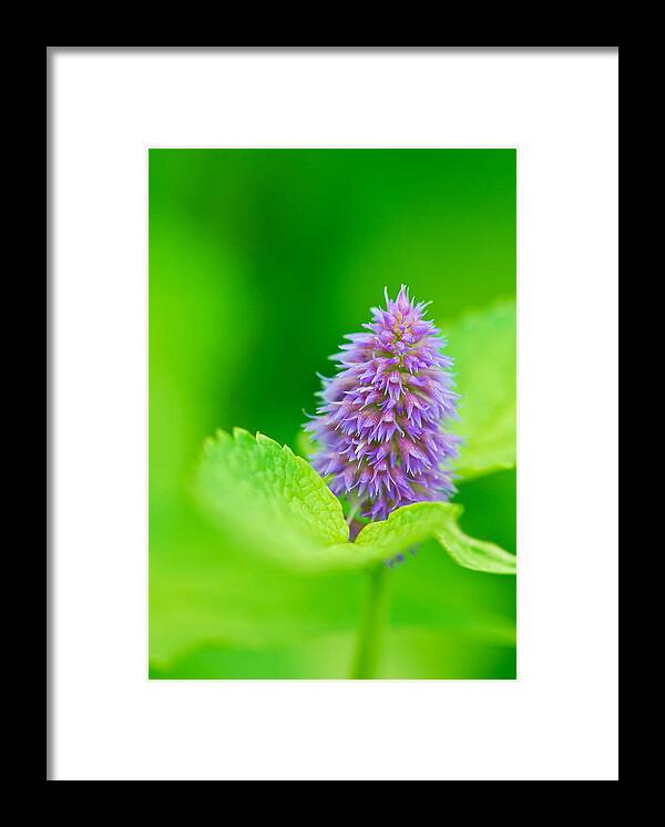 Flowers Framed Print featuring the photograph Clover by Michael Hubley
