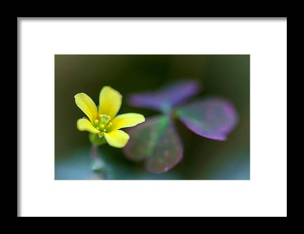 Nature Framed Print featuring the photograph Clover's Blossom by Jonathan Nguyen