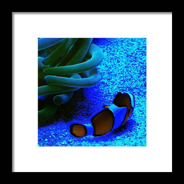 Perth Framed Print featuring the photograph #clownfish #nemo #perth #aquarium #aqwa by Sinead Connell