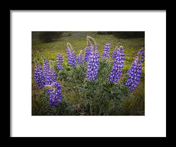 Color Framed Print featuring the photograph Clump of Lupine by Jean Noren