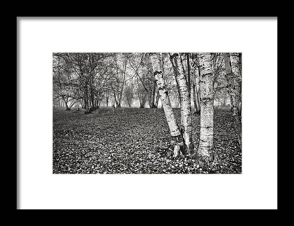 Clumping Birch Framed Print featuring the photograph Clumping Birch Trees And Fog by Theresa Tahara